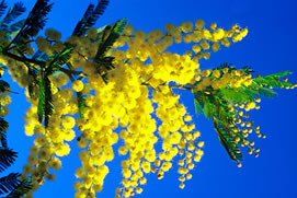 Mimosa